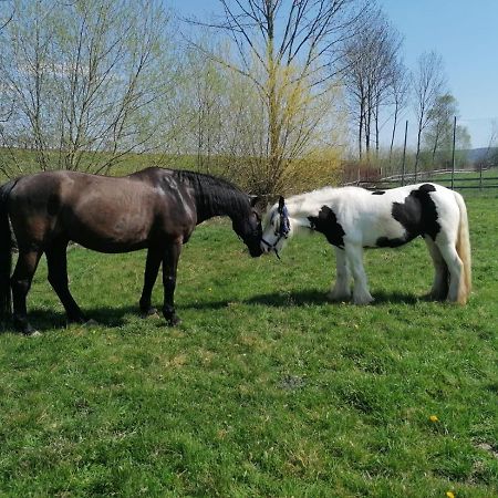 Ferienhaus: Mitten Auf Dem Reiterhof Oehringen Luaran gambar